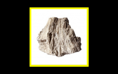 Recensioni Radioaktiv Trees of Mint – NW