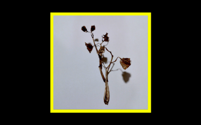 Recensioni Radioaktiv Ishmael Cormack – Ammil