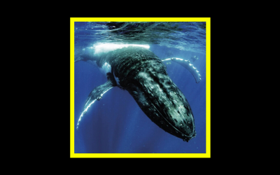 Recensioni Radioaktiv Dark Morph – Dark Morph II