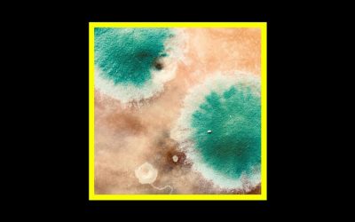 Recensioni Radioaktiv Shackleton & Zimpel – Primal Forms