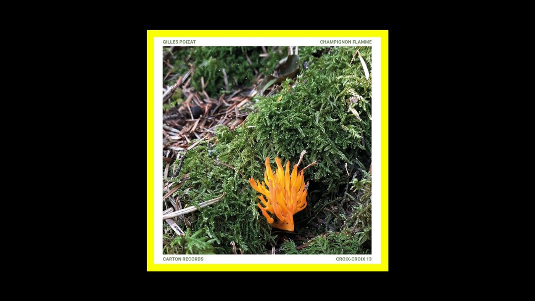 Gilles Poizat – Champignon Flamme