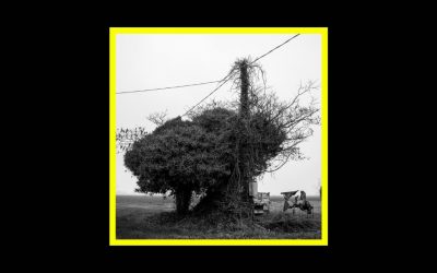 Adriano Zanni – Racconti d’osservazione