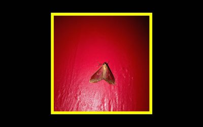 Prince Josh – Moth