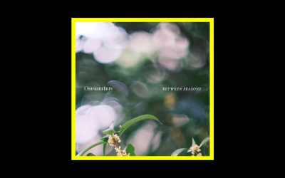 Osmanthus – Between Seasons