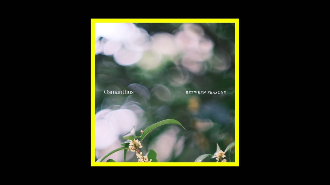 Osmanthus – Between Seasons