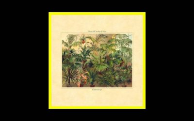 Heart Of Snake & Mira – Chamaerops