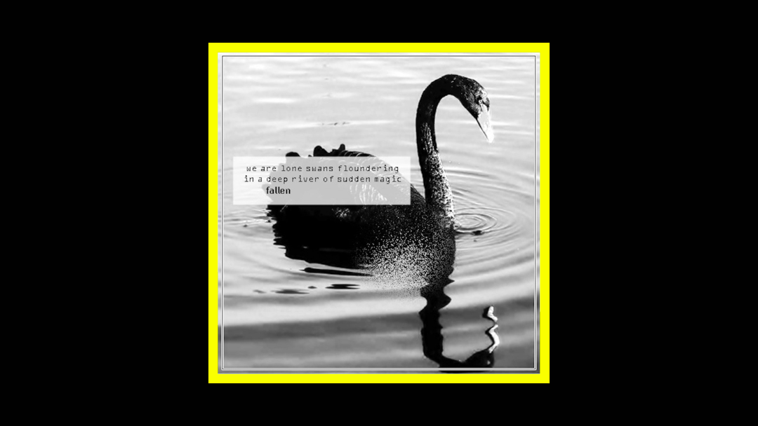 Fallen – We are lone swans floundering in a deep river or sudden magic